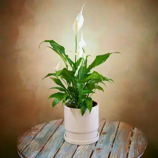 Elegant Spathiphyllum Pot