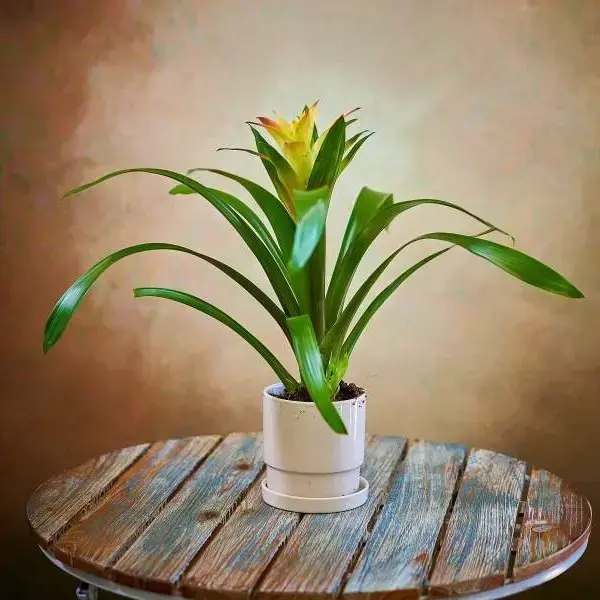 Guzmania pot in a ceramic vessel