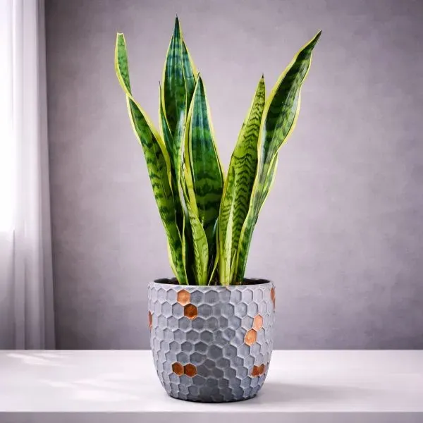 עציץ סנסיווריה בכלי קרמי