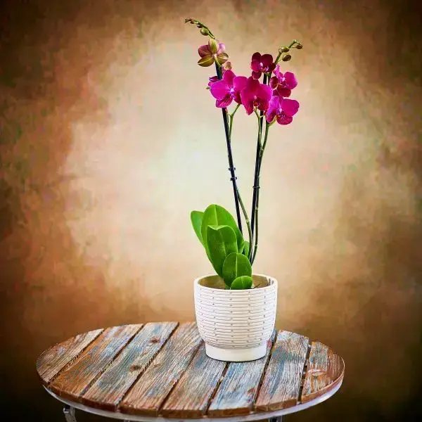 Double orchid purple