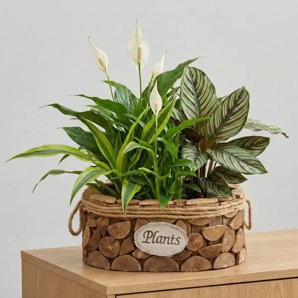 מיקס צמחים בכלי מעוצב