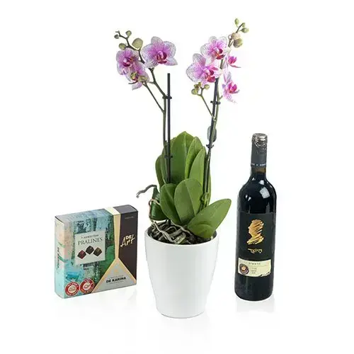 Multi orchid case with chocolate and wine