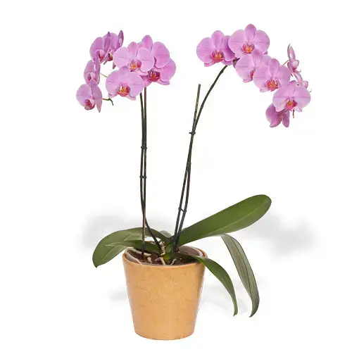 סחלב זוגי בכלי