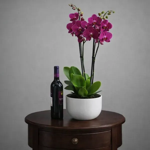 Elegant double orchid and wine