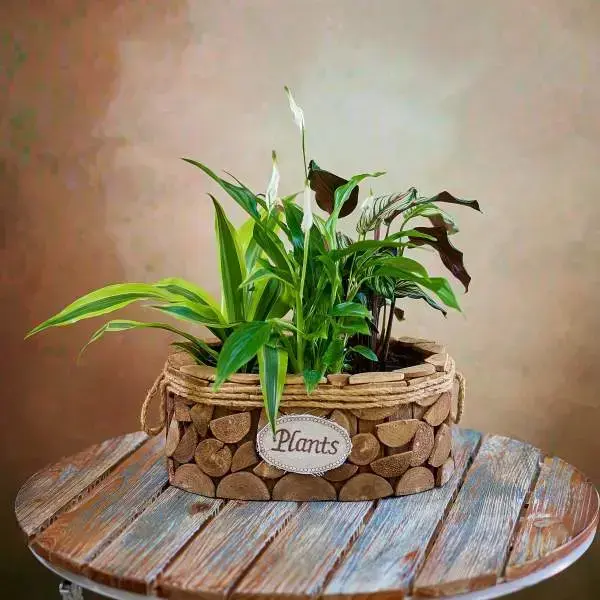 Green Plant Mix in a Designer Container