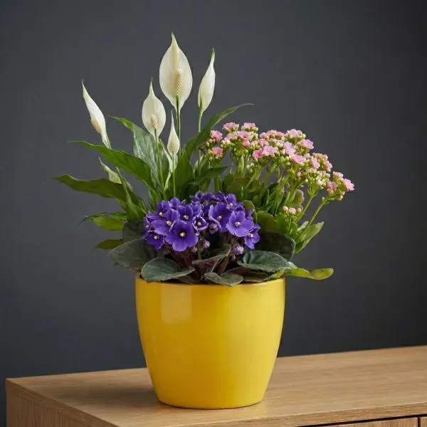 Colorful Flowering Plant Mix