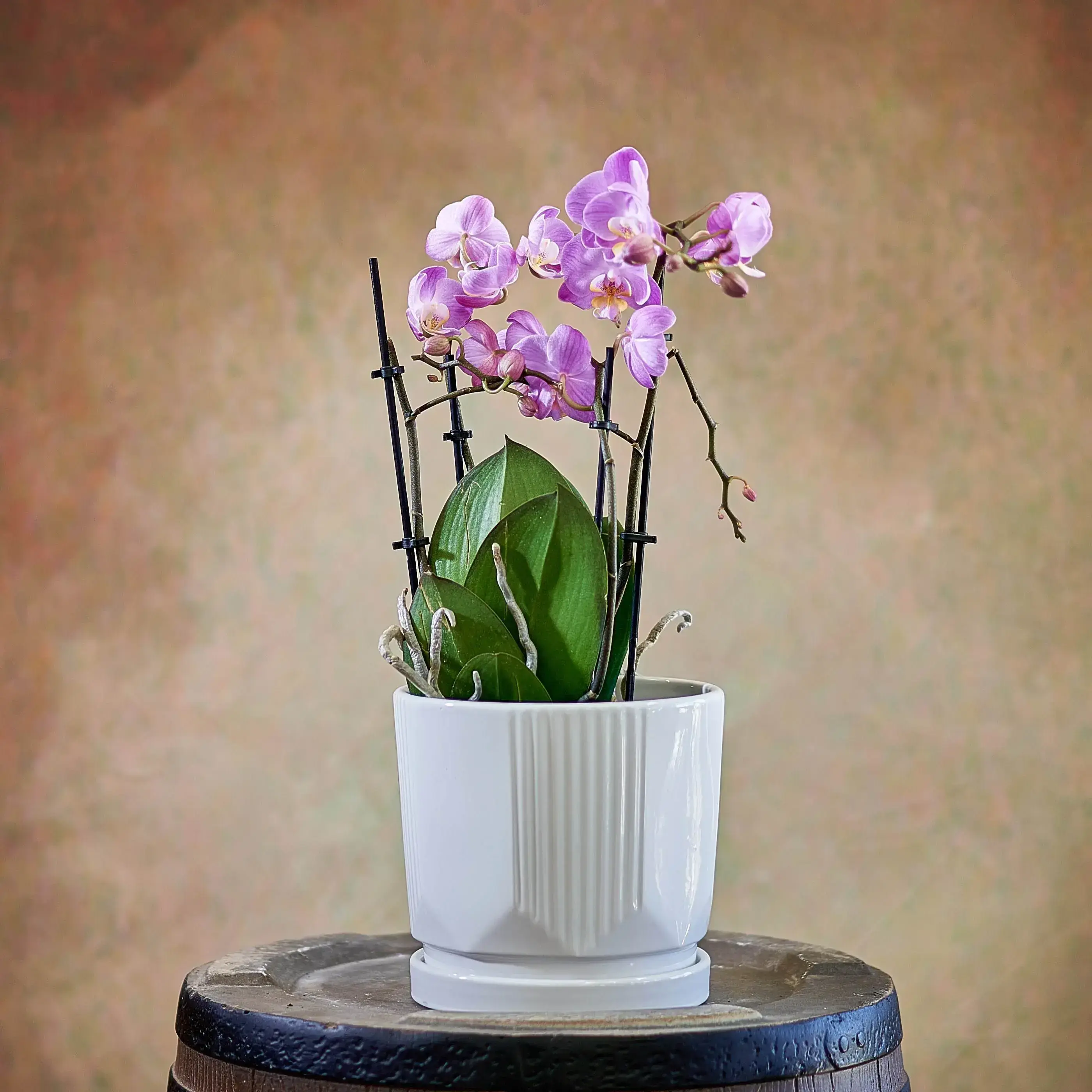 Luxurious purple double orchid
