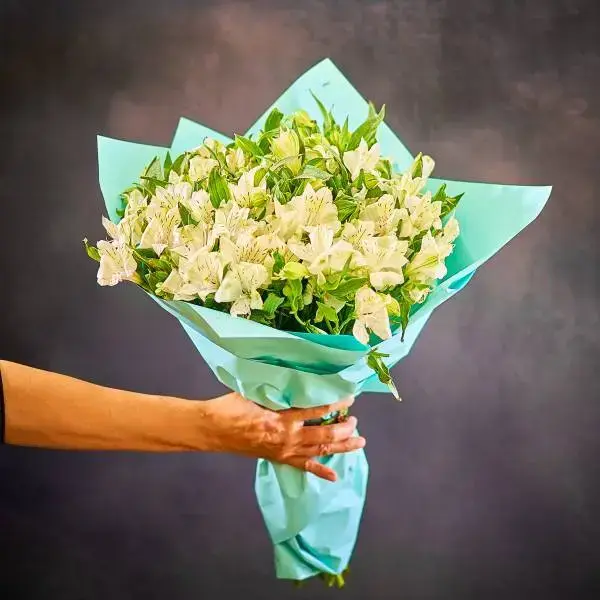 זר אסטרומריה לבנה זר אסטרומריה לבנה