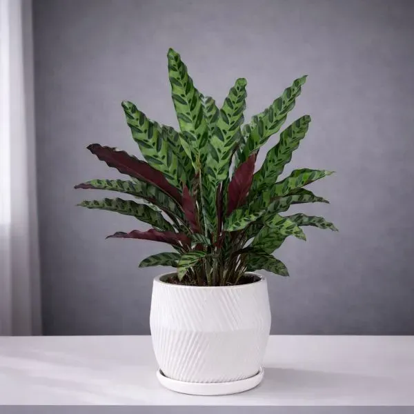 קלתאה אינסיגניס