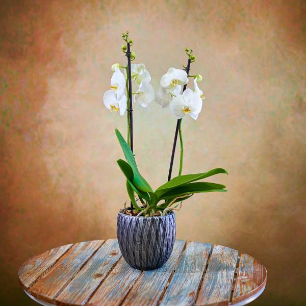 White Double Orchid in a Luxury Pot