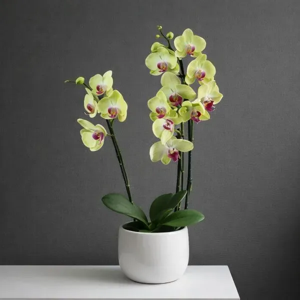 Эффектное растение орхидеи