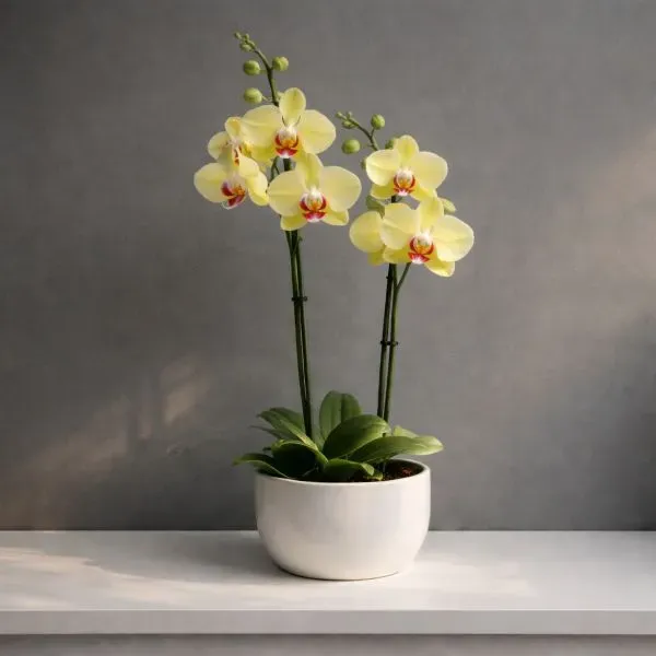 עציץ סחלב זוגי