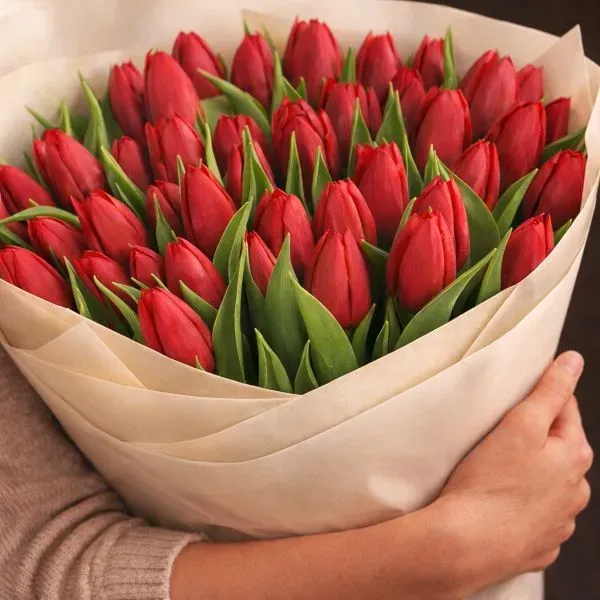 Red 51 Tulips