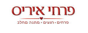 פרחי איריס קריית אתא